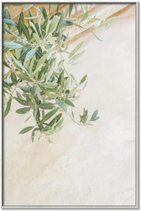Picture of Few Olive Tree Leaves