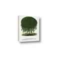 Picture of Kilmarnock Weeping Willow Tree Lithograph _GroupedProduct_Rectangle_Portrait_Canvas_