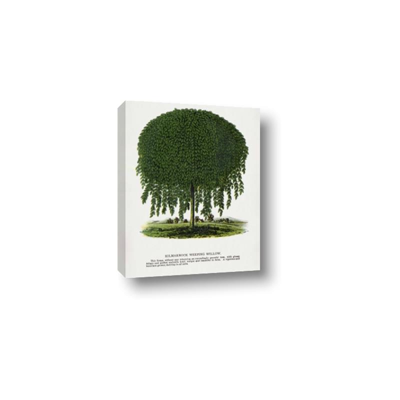 Picture of Kilmarnock Weeping Willow Tree Lithograph _GroupedProduct_Rectangle_Portrait_Canvas_