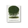 Picture of Kilmarnock Weeping Willow Tree Lithograph _GroupedProduct_Rectangle_Portrait_Canvas_