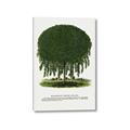 Picture of Kilmarnock Weeping Willow Tree Lithograph _GroupedProduct_Rectangle_Portrait_Canvas_