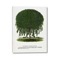 Picture of Kilmarnock Weeping Willow Tree Lithograph _GroupedProduct_Rectangle_Portrait_Canvas_