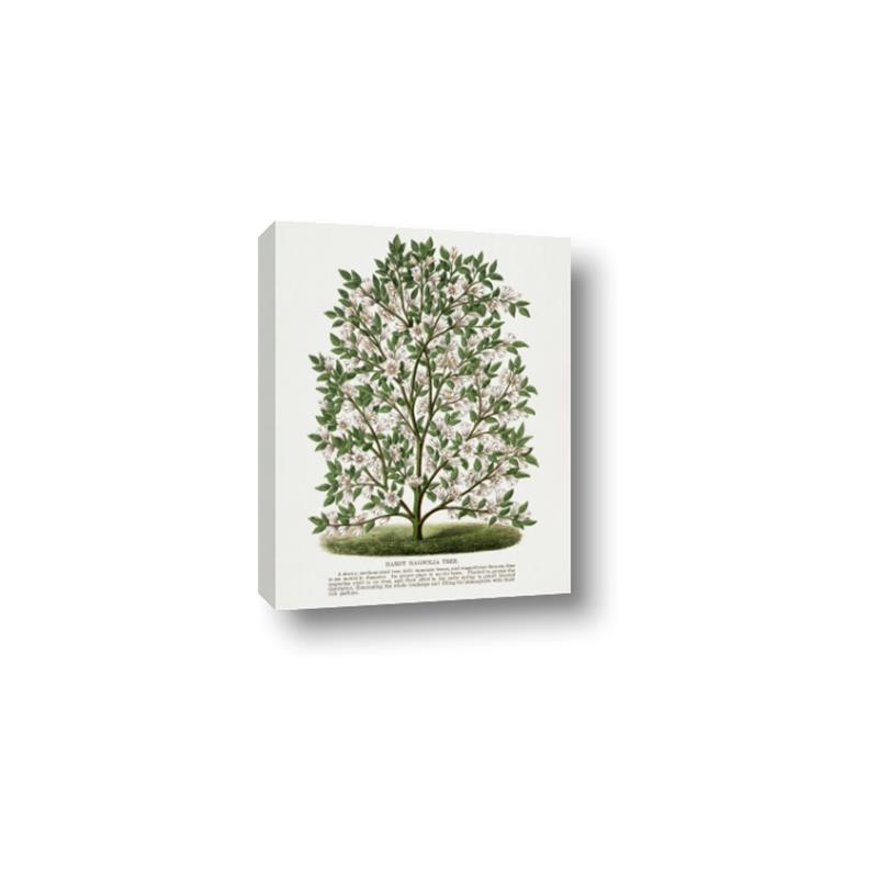 Picture of Hardy Magnolia Tree Lithograph _GroupedProduct_Rectangle_Portrait_Canvas_