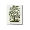 Picture of Hardy Magnolia Tree Lithograph _GroupedProduct_Rectangle_Portrait_Canvas_