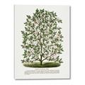 Picture of Hardy Magnolia Tree Lithograph _GroupedProduct_Rectangle_Portrait_Canvas_