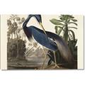 Picture of Vintage Heron Bird _GroupedProduct_Rectangle_Landscape_Canvas_