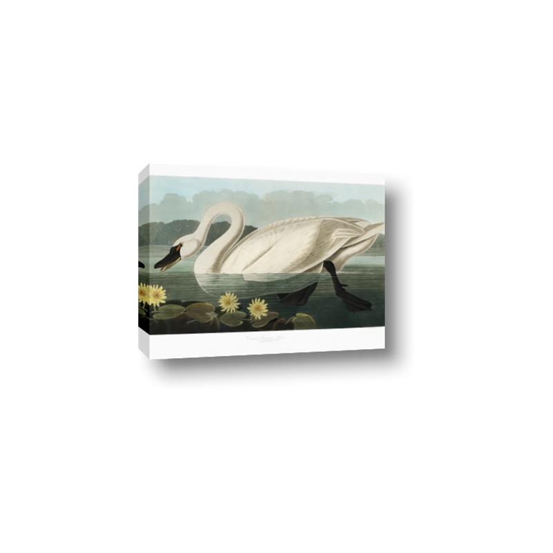 Picture of Vintage Floating White Swan _GroupedProduct_Rectangle_Landscape_Canvas_