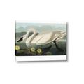 Picture of Vintage Floating White Swan _GroupedProduct_Rectangle_Landscape_Canvas_