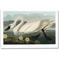 Picture of Vintage Floating White Swan _GroupedProduct_Rectangle_Landscape_Canvas_