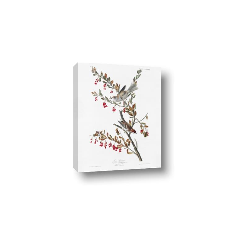 Picture of Vintage Tree Sparrow _GroupedProduct_Rectangle_Portrait_Canvas_
