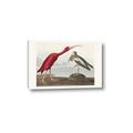 Picture of Vintage Scarlet Ibis Bird _GroupedProduct_Rectangle_Landscape_Canvas_