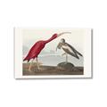 Picture of Vintage Scarlet Ibis Bird _GroupedProduct_Rectangle_Landscape_Canvas_