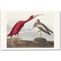 Picture of Vintage Scarlet Ibis Bird _GroupedProduct_Rectangle_Landscape_Canvas_