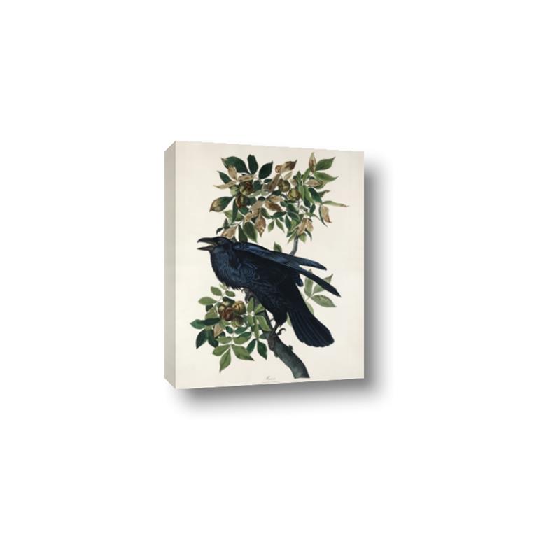 Picture of Raven From Birds of America (1827) _GroupedProduct_Rectangle_Portrait_Canvas_