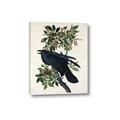 Picture of Raven From Birds of America (1827) _GroupedProduct_Rectangle_Portrait_Canvas_