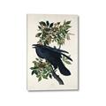Picture of Raven From Birds of America (1827) _GroupedProduct_Rectangle_Portrait_Canvas_