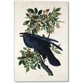 Picture of Raven From Birds of America (1827) _GroupedProduct_Rectangle_Portrait_Canvas_