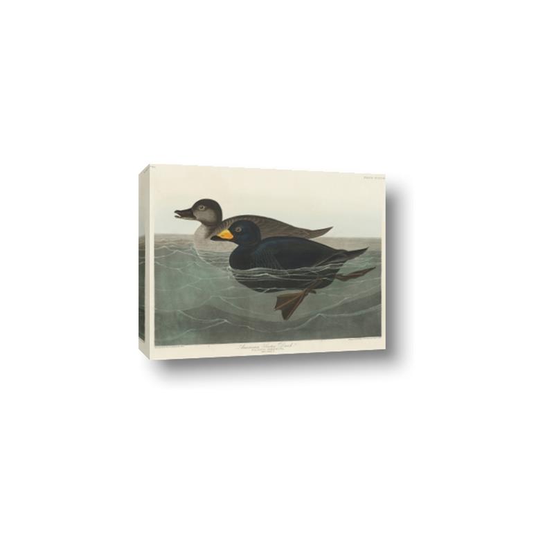 Picture of Vintage Scoter Duck _GroupedProduct_Rectangle_Landscape_Canvas_