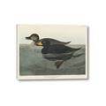 Picture of Vintage Scoter Duck _GroupedProduct_Rectangle_Landscape_Canvas_