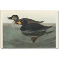 Picture of Vintage Scoter Duck _GroupedProduct_Rectangle_Landscape_Canvas_