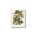 Picture of Vintage Carolina Parrot _GroupedProduct_Rectangle_Portrait_Canvas_