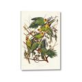 Picture of Vintage Carolina Parrot _GroupedProduct_Rectangle_Portrait_Canvas_