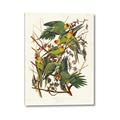 Picture of Vintage Carolina Parrot _GroupedProduct_Rectangle_Portrait_Canvas_