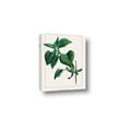Picture of Nostalgic Green Lilac Leaves _GroupedProduct_Rectangle_Portrait_Canvas_