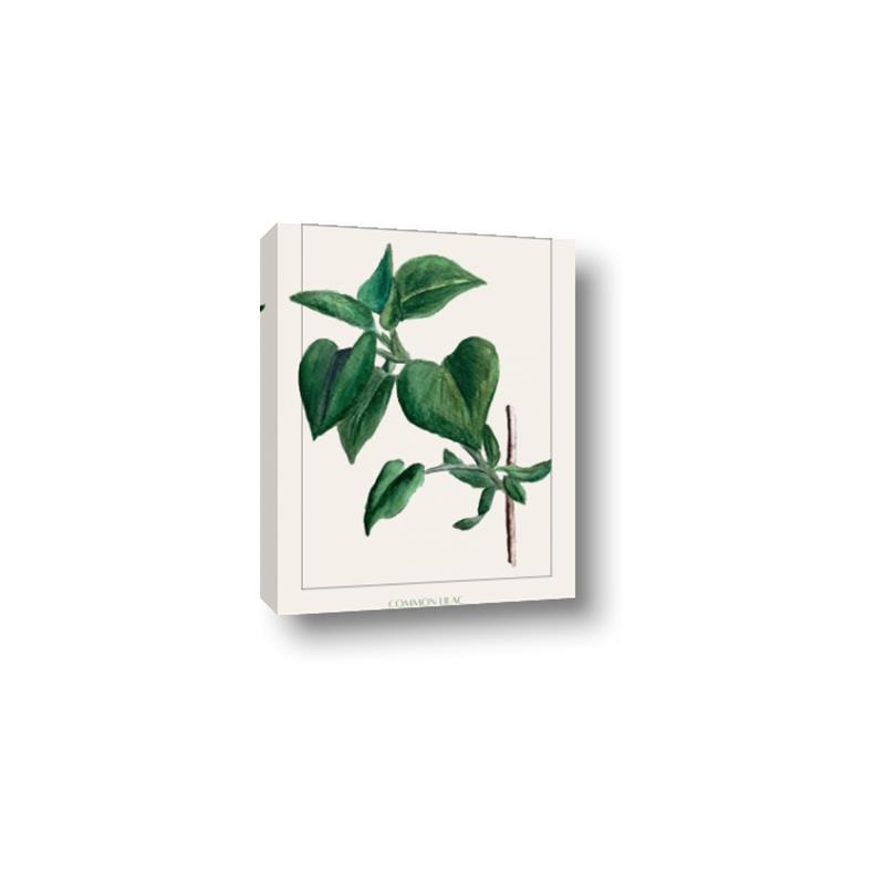Picture of Nostalgic Green Lilac Leaves _GroupedProduct_Rectangle_Portrait_Canvas_