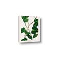 Picture of Nostalgic Green Murgrona Leaves _GroupedProduct_Rectangle_Portrait_Canvas_