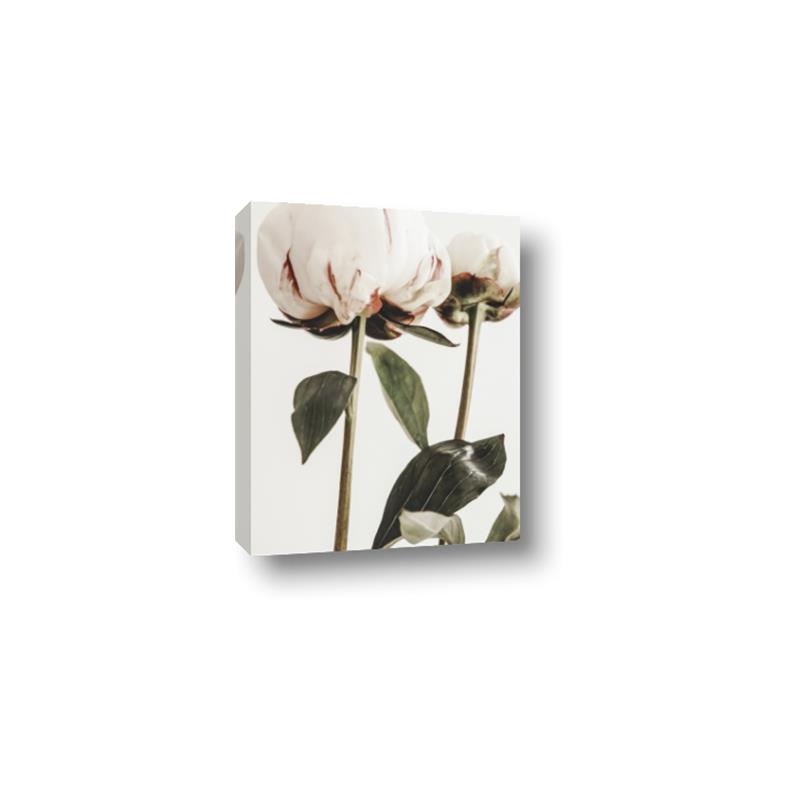 Picture of Romantic Blur Peony IV _GroupedProduct_Rectangle_Portrait_Photography _GroupedProduct_Rectangle_Portrait_Canvas_