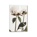 Picture of Romantic Blur Peony IV _GroupedProduct_Rectangle_Portrait_Photography _GroupedProduct_Rectangle_Portrait_Canvas_