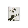 Picture of Romantic Blur Peony II _GroupedProduct_Rectangle_Portrait_Photography _GroupedProduct_Rectangle_Portrait_Canvas_