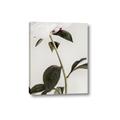 Picture of Romantic Blur Peony II _GroupedProduct_Rectangle_Portrait_Photography _GroupedProduct_Rectangle_Portrait_Canvas_
