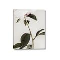 Picture of Romantic Blur Peony II _GroupedProduct_Rectangle_Portrait_Photography _GroupedProduct_Rectangle_Portrait_Canvas_