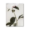 Picture of Romantic Blur Peony II _GroupedProduct_Rectangle_Portrait_Photography _GroupedProduct_Rectangle_Portrait_Canvas_