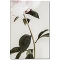 Picture of Romantic Blur Peony II _GroupedProduct_Rectangle_Portrait_Photography _GroupedProduct_Rectangle_Portrait_Canvas_