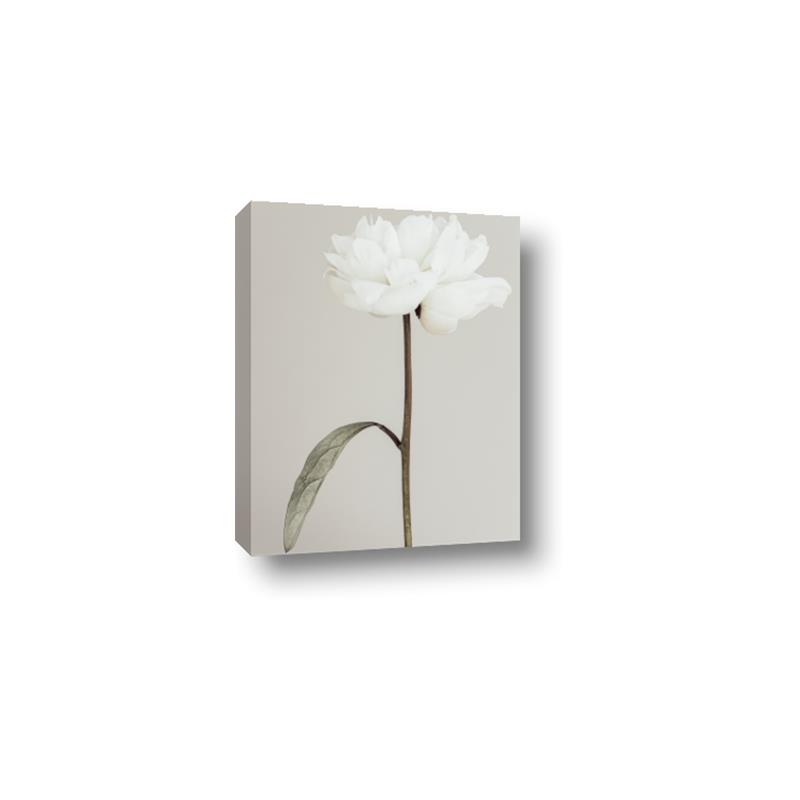 Picture of Romantic Blur Peony I _GroupedProduct_Rectangle_Portrait_Photography _GroupedProduct_Rectangle_Portrait_Canvas_