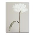 Picture of Romantic Blur Peony I _GroupedProduct_Rectangle_Portrait_Photography _GroupedProduct_Rectangle_Portrait_Canvas_