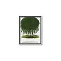 Picture of Kilmarnock Weeping Willow Tree Lithograph _GroupedProduct_Rectangle_Portrait_Canvas_Framed_