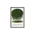 Picture of Kilmarnock Weeping Willow Tree Lithograph _GroupedProduct_Rectangle_Portrait_Canvas_Framed_