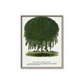 Picture of Kilmarnock Weeping Willow Tree Lithograph _GroupedProduct_Rectangle_Portrait_Canvas_Framed_