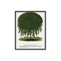 Picture of Kilmarnock Weeping Willow Tree Lithograph _GroupedProduct_Rectangle_Portrait_Canvas_Framed_