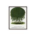 Picture of Kilmarnock Weeping Willow Tree Lithograph _GroupedProduct_Rectangle_Portrait_Canvas_Framed_