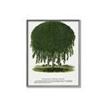 Picture of Kilmarnock Weeping Willow Tree Lithograph _GroupedProduct_Rectangle_Portrait_Canvas_Framed_