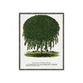Picture of Kilmarnock Weeping Willow Tree Lithograph _GroupedProduct_Rectangle_Portrait_Canvas_Framed_