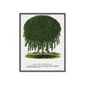 Picture of Kilmarnock Weeping Willow Tree Lithograph _GroupedProduct_Rectangle_Portrait_Canvas_Framed_