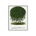 Picture of Kilmarnock Weeping Willow Tree Lithograph _GroupedProduct_Rectangle_Portrait_Canvas_Framed_