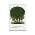 Picture of Kilmarnock Weeping Willow Tree Lithograph _GroupedProduct_Rectangle_Portrait_Canvas_Framed_