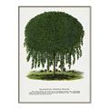 Picture of Kilmarnock Weeping Willow Tree Lithograph _GroupedProduct_Rectangle_Portrait_Canvas_Framed_